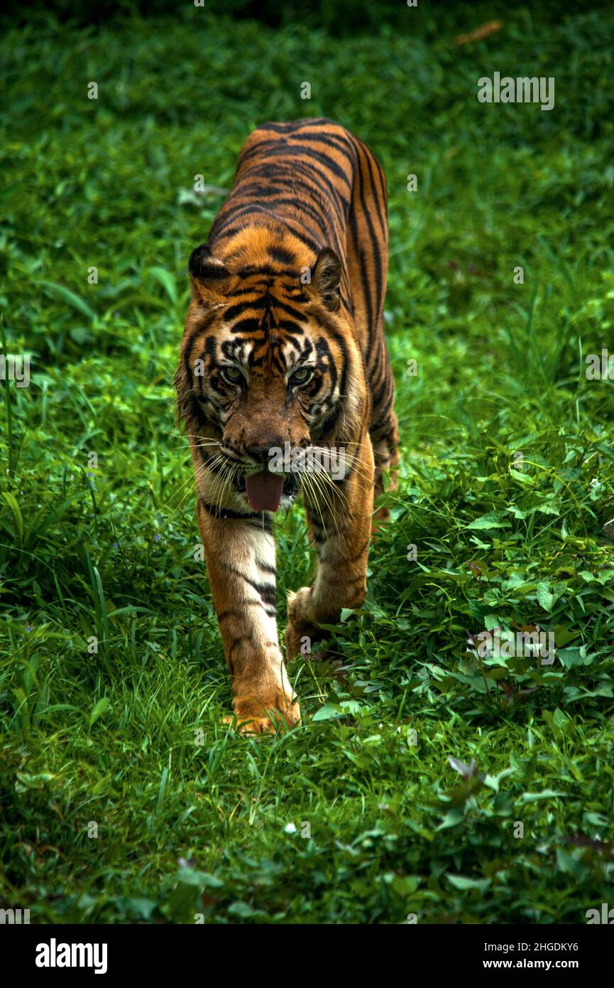 Medan. 20th Jan 2022. Una tigre di Sumatran (Panthera tigris sumatrae) è vista a Medan Zoopark nella provincia di Sumatra settentrionale, Indonesia il 20 gennaio 2022. Il prossimo anno lunare cinese segna l'anno della Tigre, che è il terzo segno zodiacale nel ciclo zodiacale cinese. Credit: Sutanta Aditya/Xinhua/Alamy Live News Foto Stock