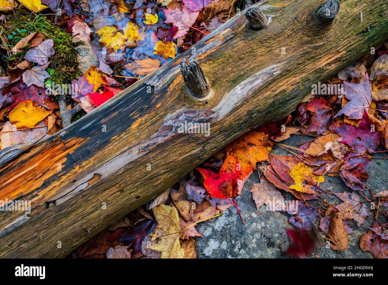 un ceppo e acero caduto lascia in una giornata piovosa sul pavimento della foresta Foto Stock