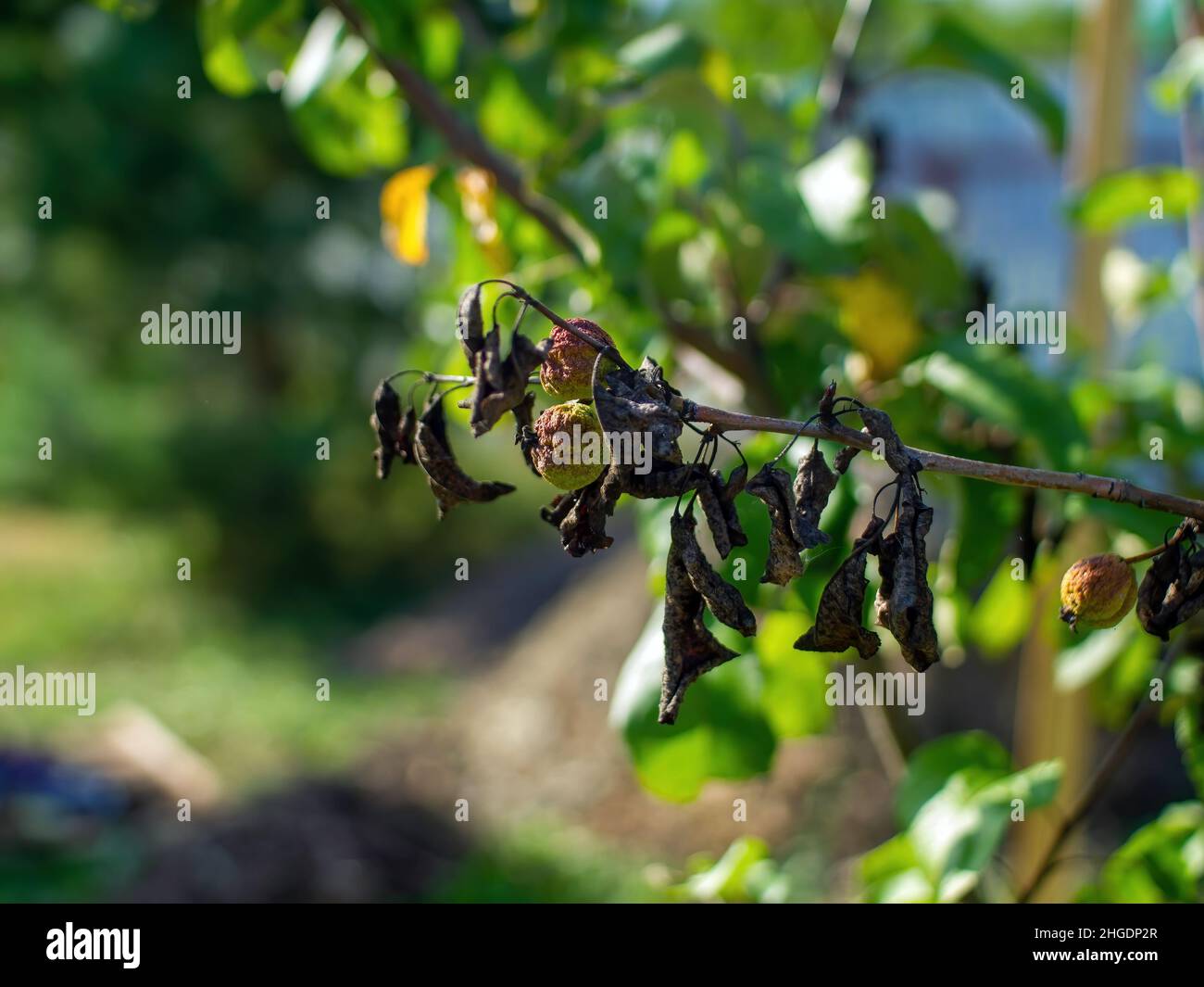 mele appassite su un ramo in giardino, in estate Foto Stock