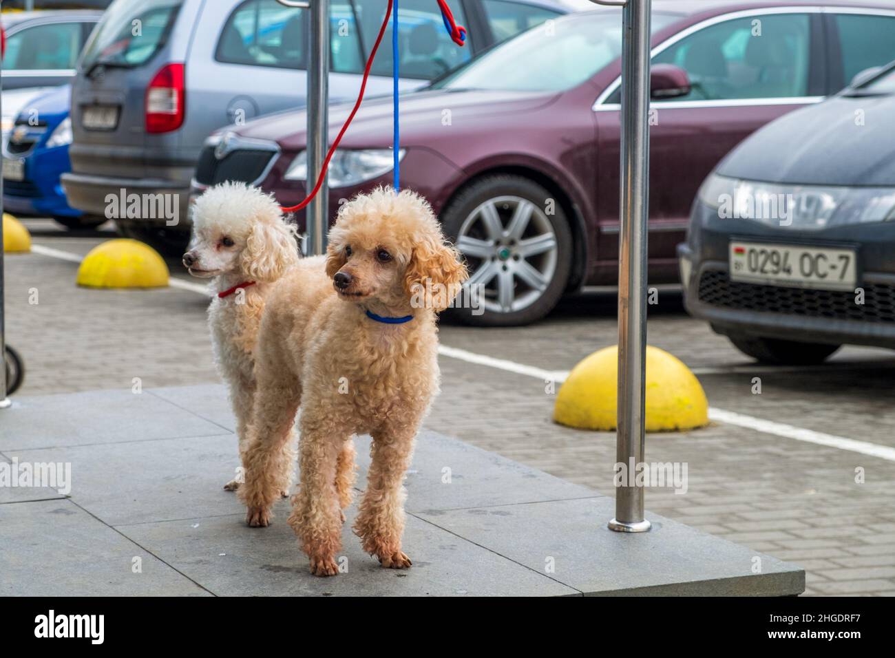 Cani. I poodles in attesa del loro proprietario fuori del deposito. Foto Stock