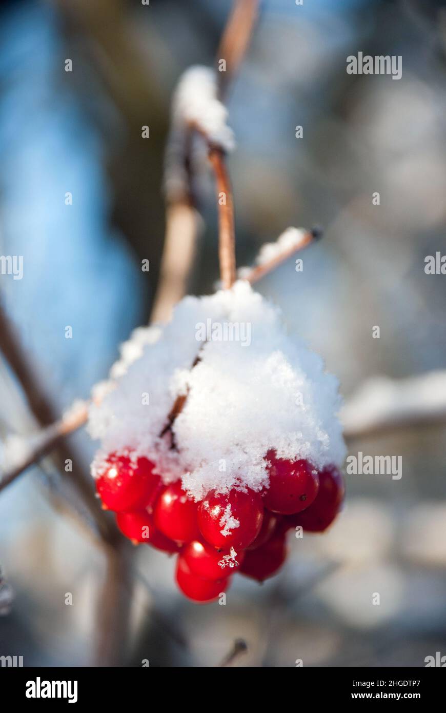 Regno Unito, Inghilterra, Devonshire. Guelder frutti di rosa (Viburnum opulus) bacche nel giardino dopo una nevicata. Foto Stock