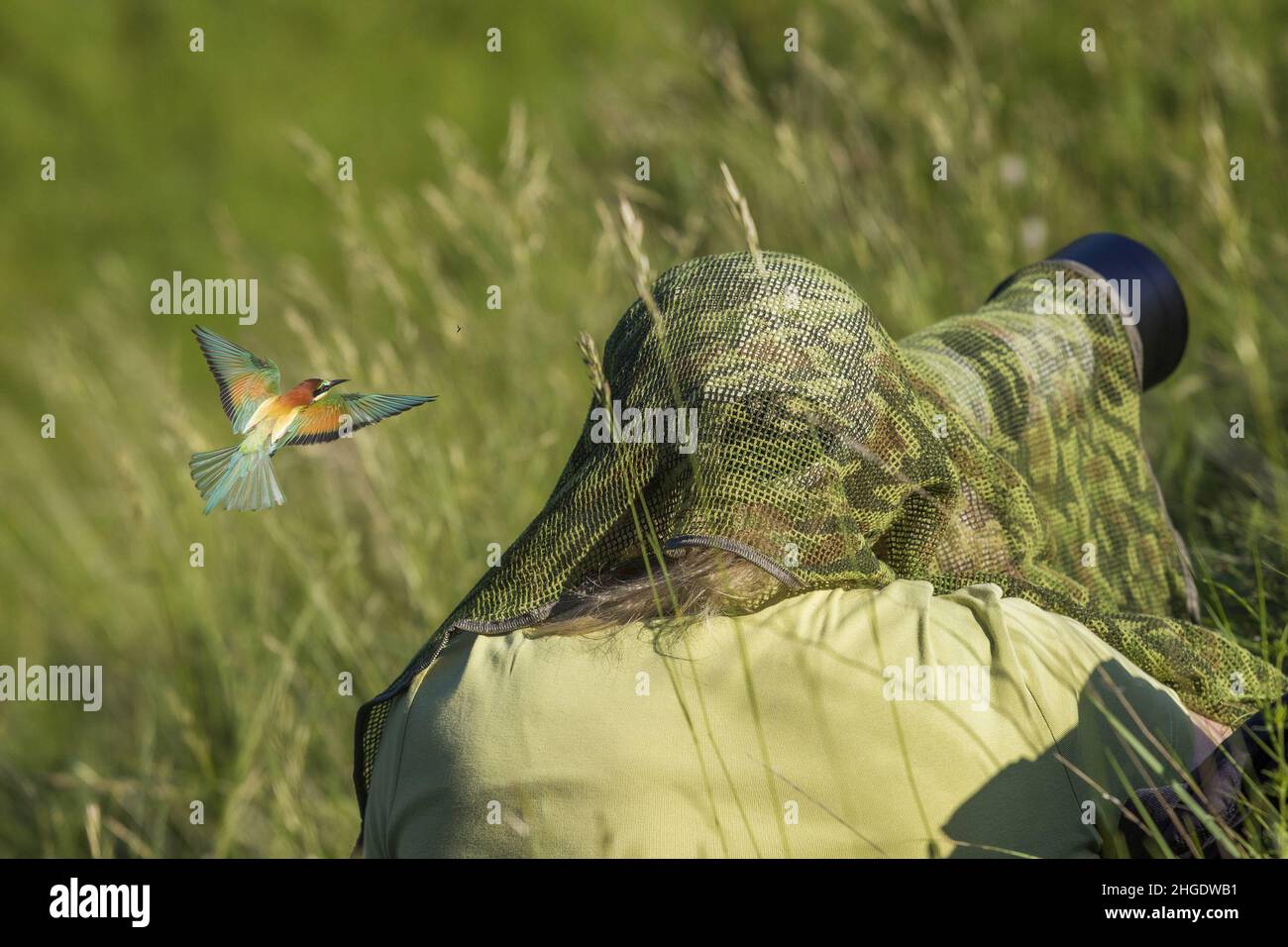 Fotografo femminile con rete camouflage che scatta foto nella natura selvaggia degli uccelli e intorno alla testa vola un colorato uccello Merops apiaster. Foto Stock
