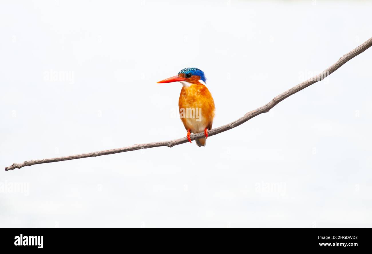 Malachite Martin pescatore (Corythornis cristate) Foto Stock