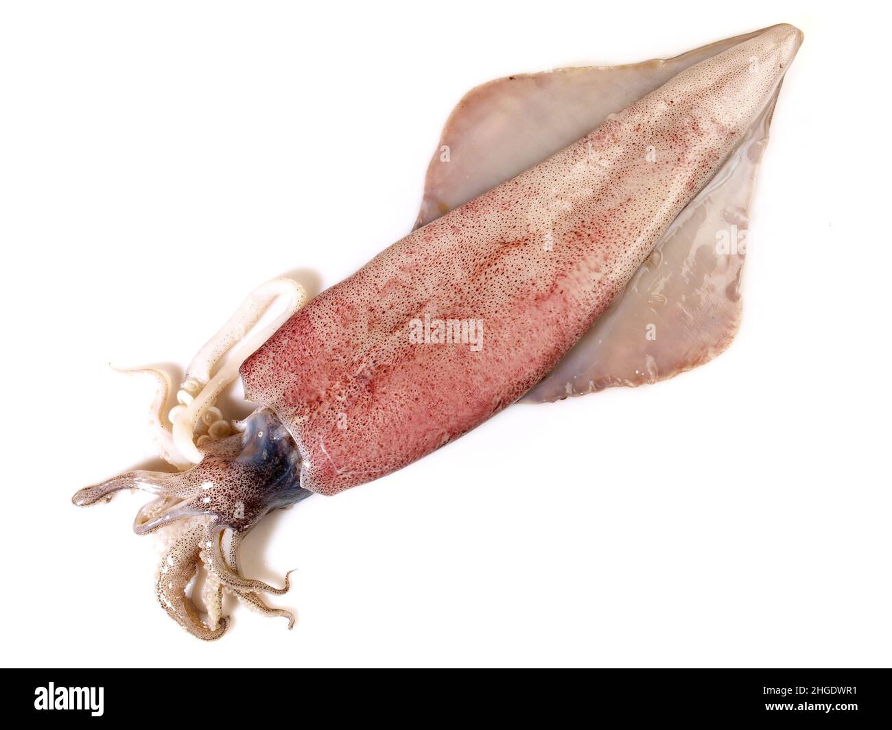 Polpo crudo, Calmar isolato su sfondo bianco Foto Stock