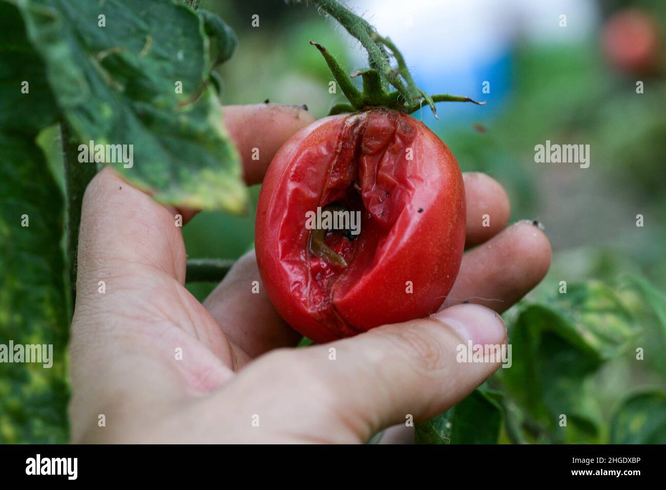 Malattie fungine pericolose dei pomodori, che colpisce i rappresentanti della nightshade in particolare le patate. Questa malattia è causata da organismi patogeni posizione tra funghi e protozoi macchia grigia Foto Stock