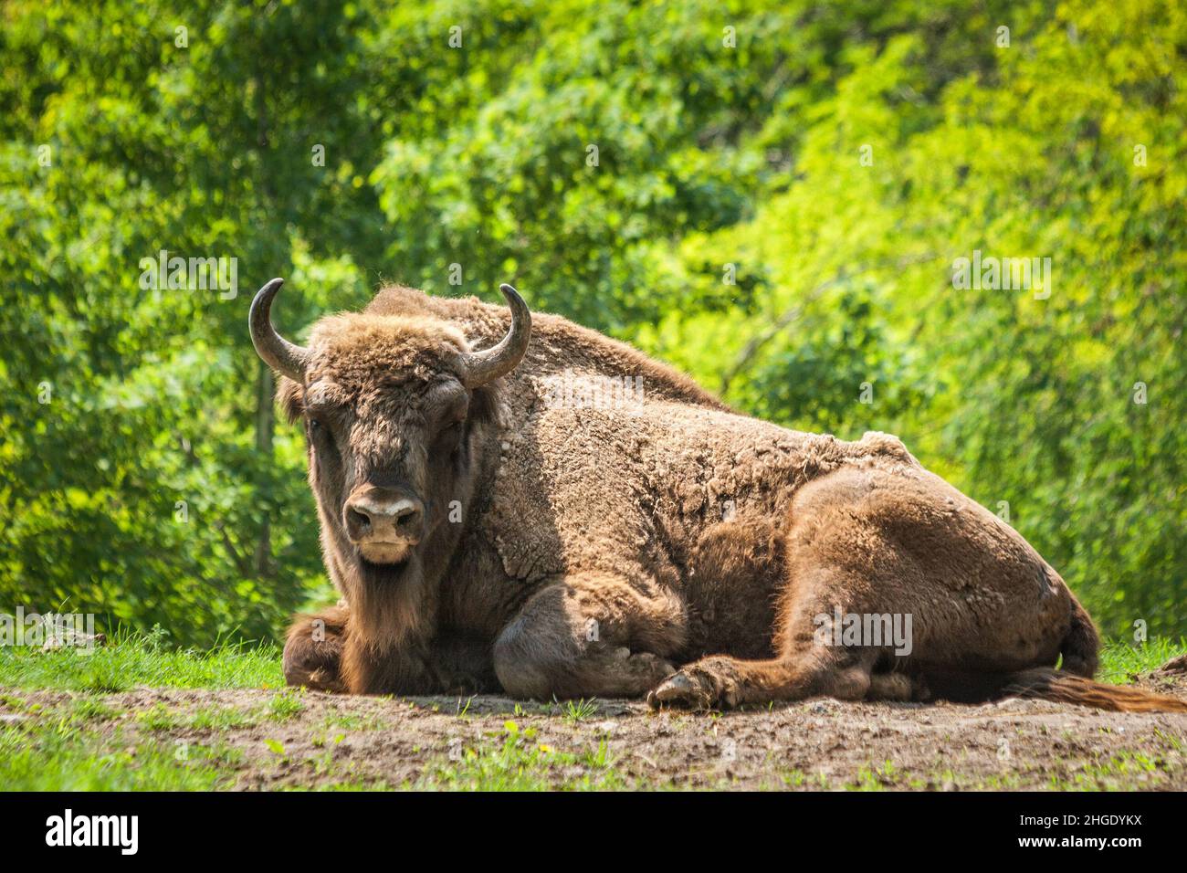 Il bisonte europeo del legno (Bison bonasus), noto anche come wisent. Foto Stock