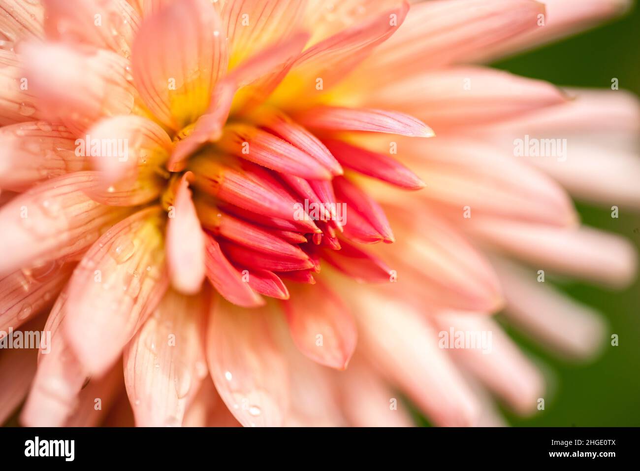 Macro primo piano di un fiore rosa e rosso di Dahlia in piena fioritura con gocce di pioggia sui petali Foto Stock