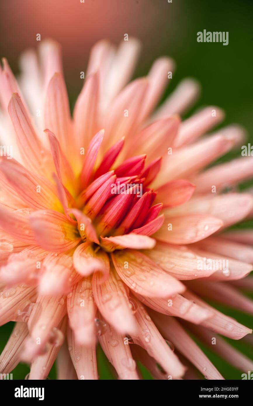 Macro primo piano di un fiore rosa e rosso di Dahlia in piena fioritura con gocce di pioggia sui petali Foto Stock