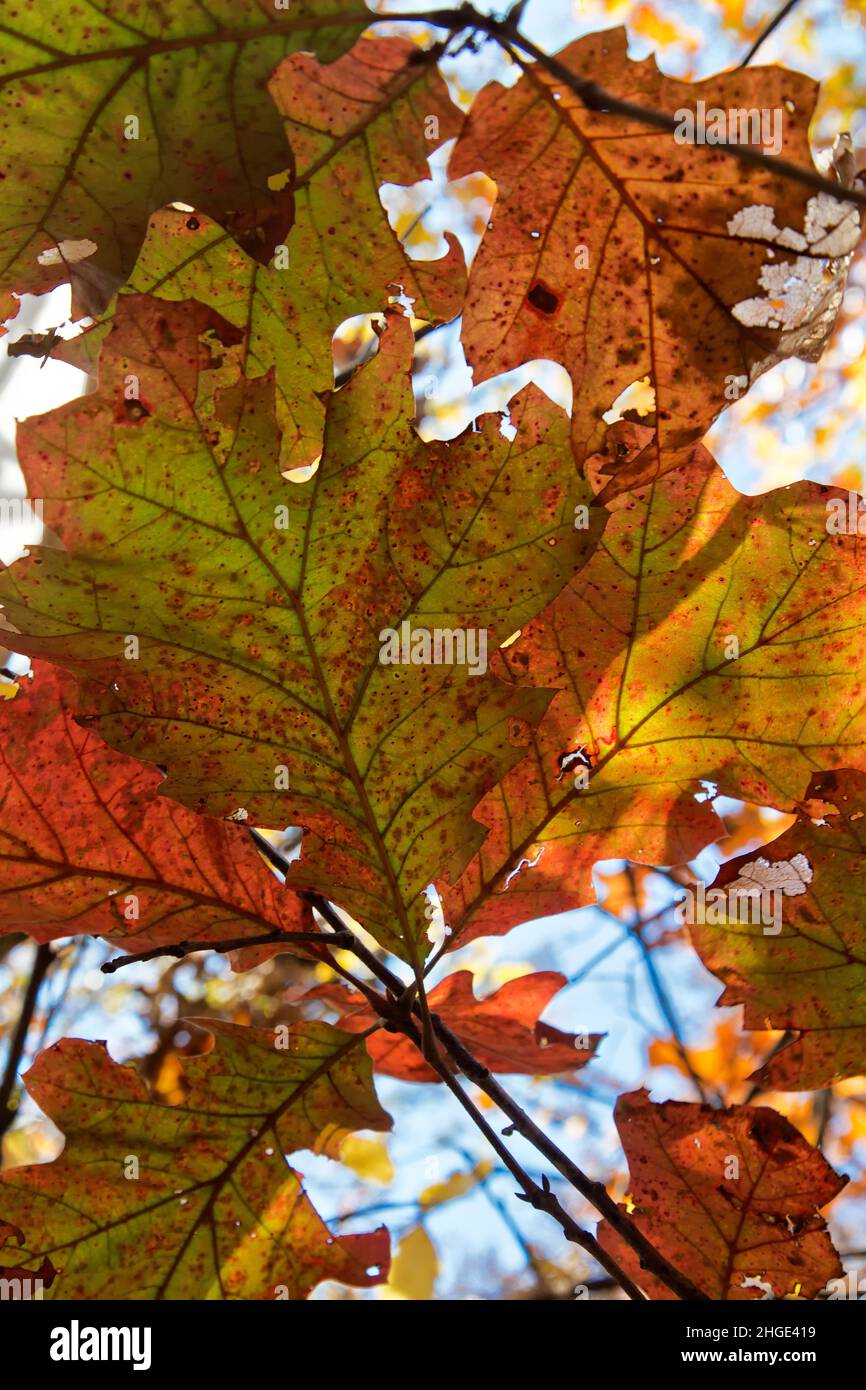 Scarlatto Oak 'Quercus coccinea' fall foliage, retroilluminato, Missouri. Foto Stock