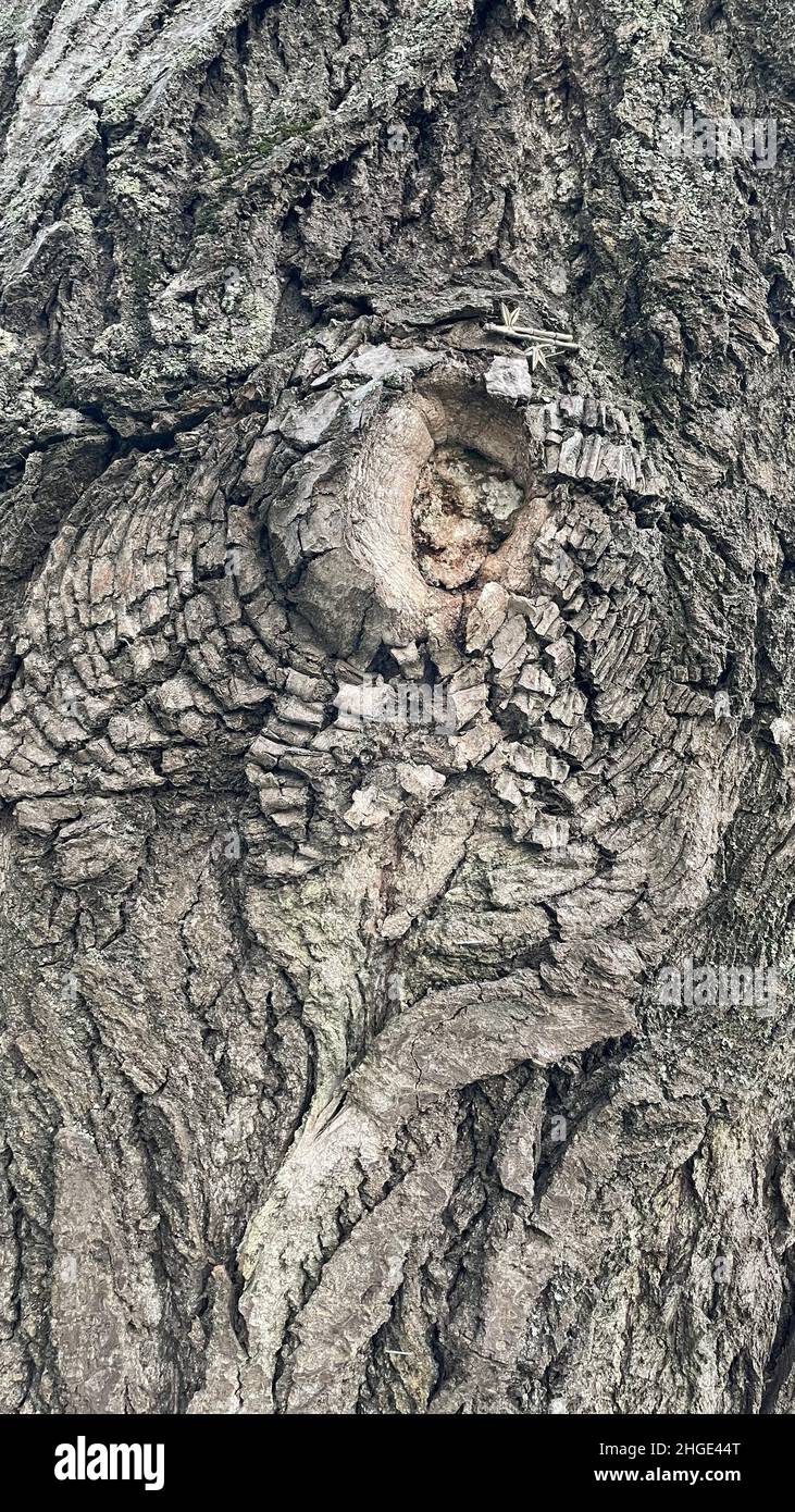 La struttura della corteccia di un vecchio albero simile all'occhio di un rettile per lo sfondo. Sfondo. Foto Stock