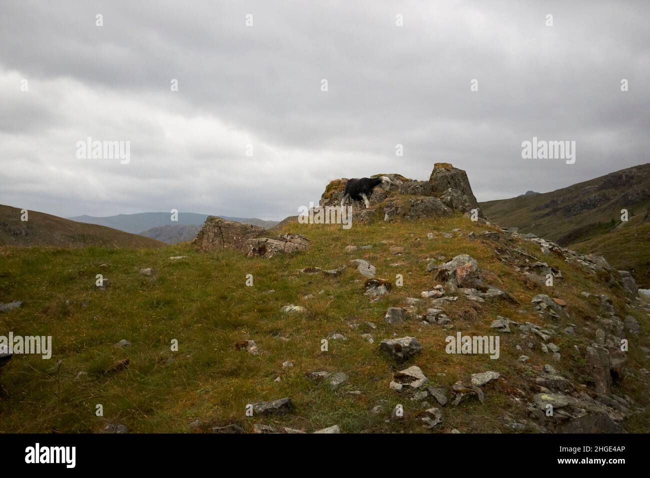 pecora di herdwick in cima alla montagna nel distretto del lago di honister pass, cumbria, inghilterra, regno unito Foto Stock