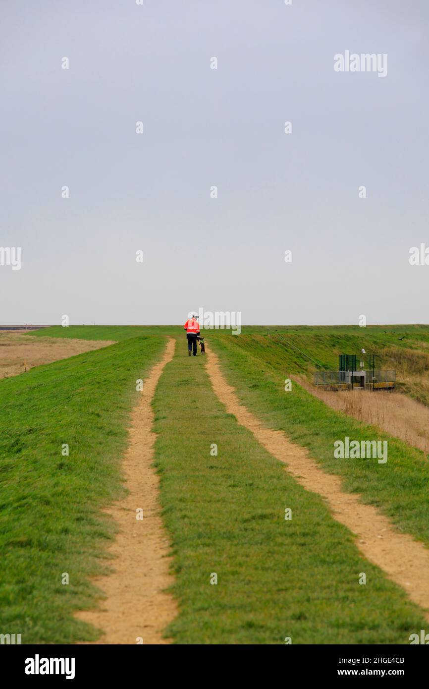Camminatore di cani in giacca hi-viz. Riserva naturale di Molton Marsh lungo la diga del fiume Welland, Fossyke, Lincolnshire. Foto Stock
