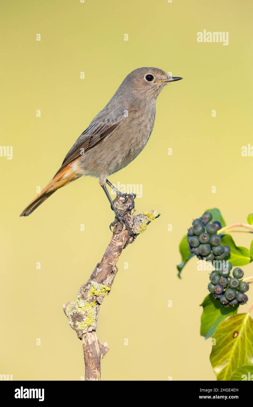 Redstart nero (Fenicurus ocruros), vista laterale di un individuo arroccato su un ramo, Campania, Italia Foto Stock