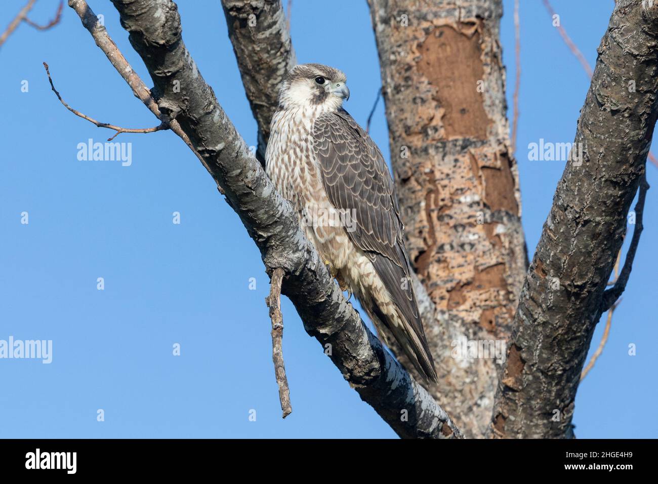 Arctic Peregrine Falcon (Falco peregrinus calidus), giovane arroccato su un ramo, Campania, Italia Foto Stock
