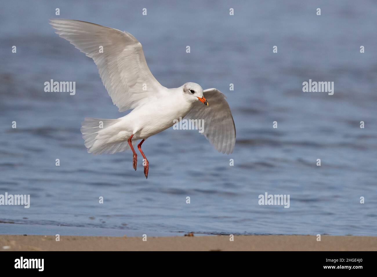 Gull Mediterraneo (Ichthyaetus melanocephalus), adulta in inverno piombatura sulla riva, Campania, Italia Foto Stock