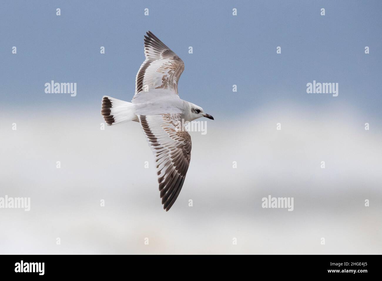 Gull Mediterraneo (Ichthyaetus melanocephalus), giovane in volo che mostra le parti superiori, Campania, Italia Foto Stock