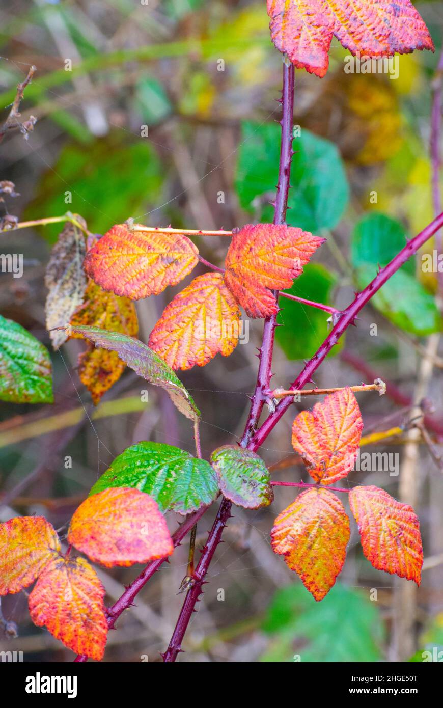 Bramble, blackberry, blackberry europeo, Black heg, Wild blackberry, Rubus fruticosus Foto Stock