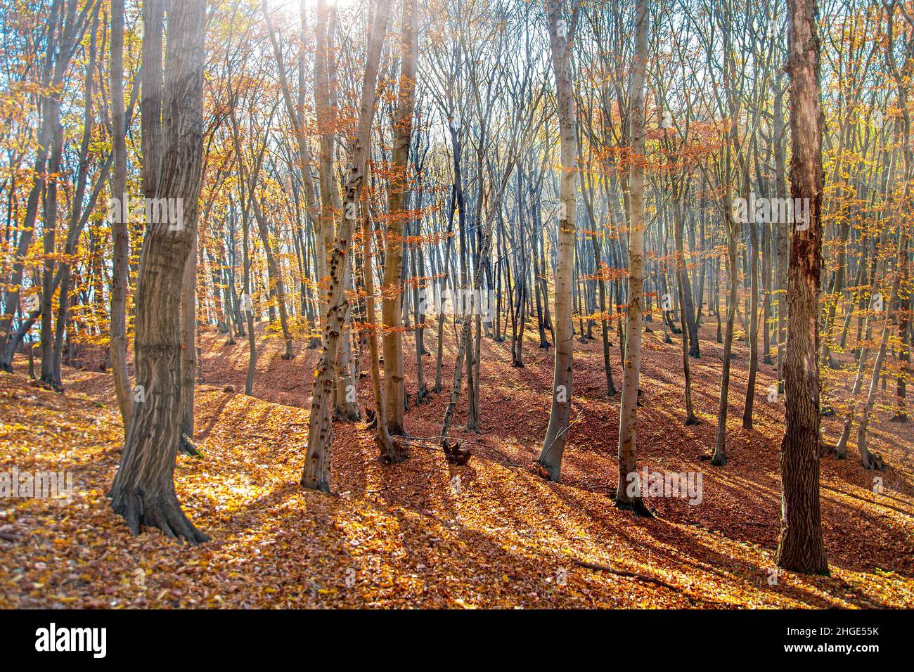 Foresta in autunno, paesaggio in Transilvania, Romania sulla via Transilvanica Foto Stock