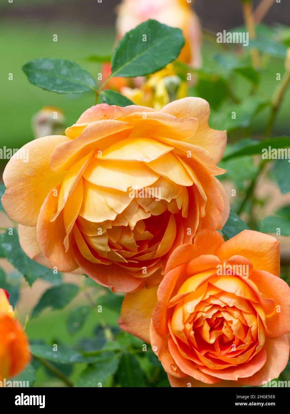 Rosa "signora di Shalott " Foto Stock