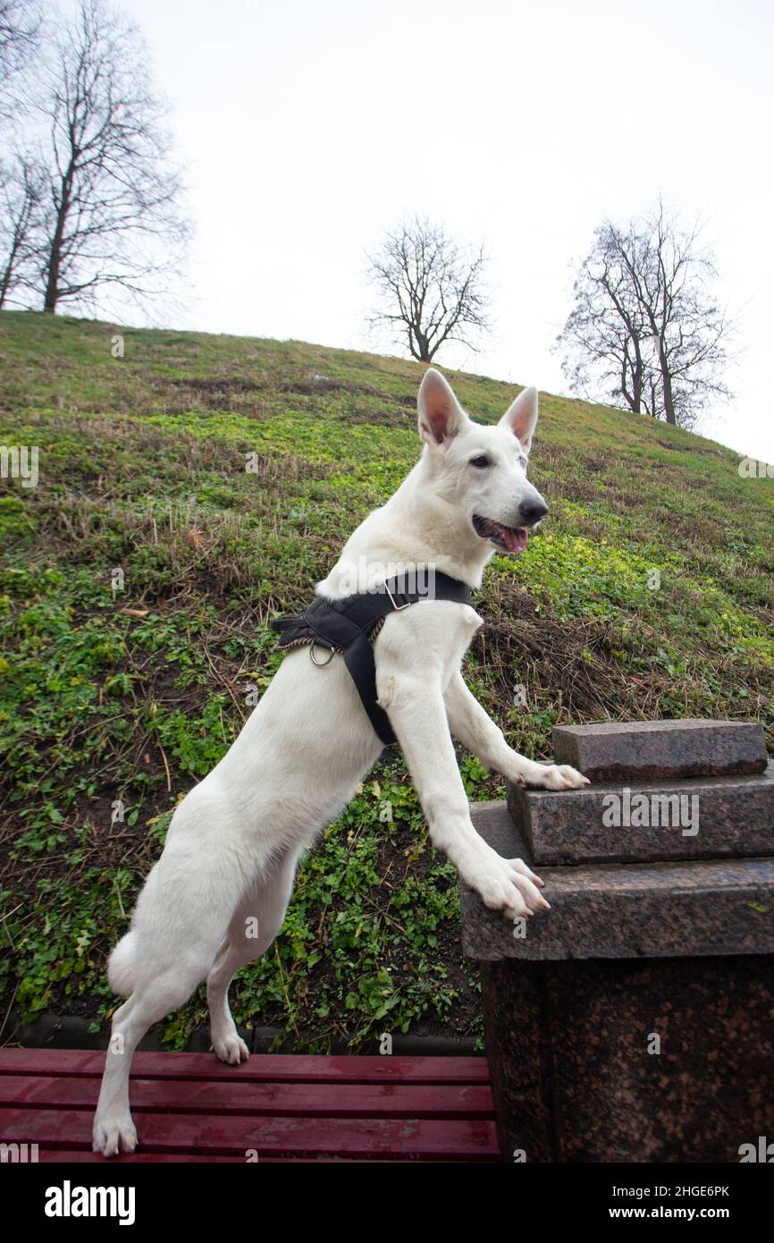 Adorabile giovane cane pastore svizzero bianco che si posa su panchina nel parco della città Foto Stock