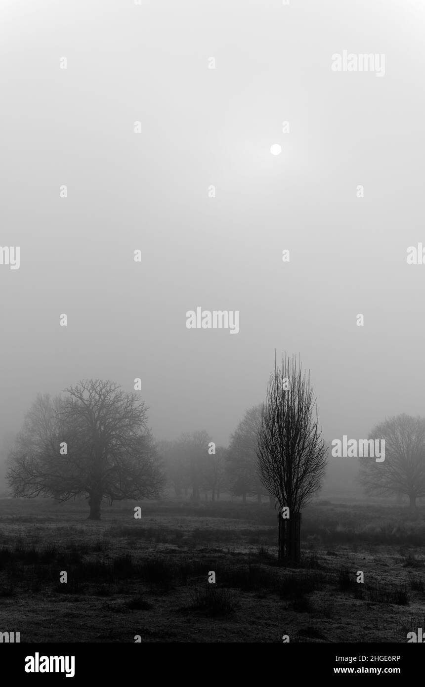 Bianco e nero di un debole sole invernale che si infrangono attraverso la nebbia mattutina, Richmond Park, Inghilterra Foto Stock