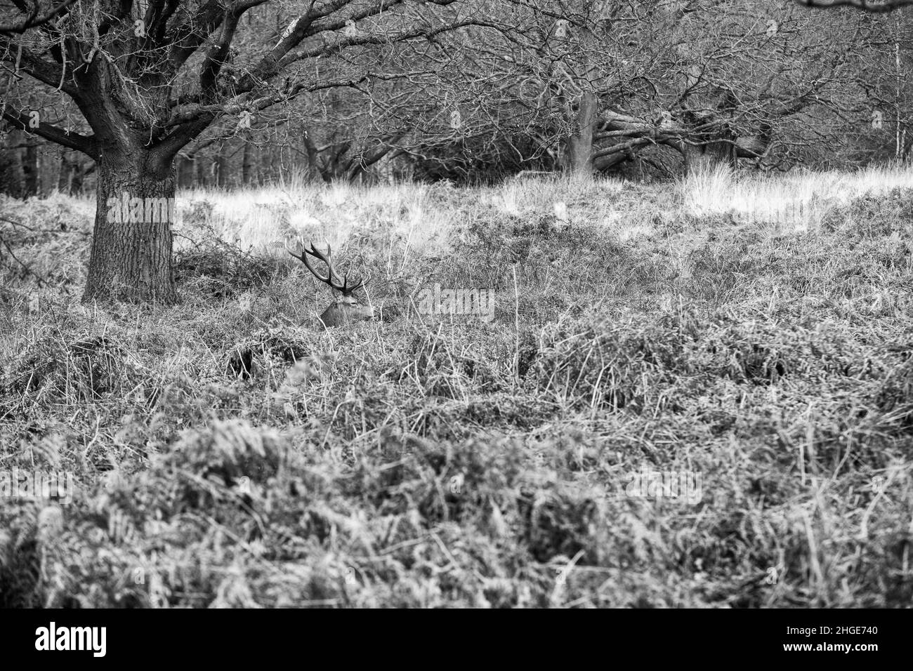 Cervi rossi e corna nascosti nel lungo prato invernale, Richmond Park, Richmond-upon-Thames, Inghilterra Foto Stock