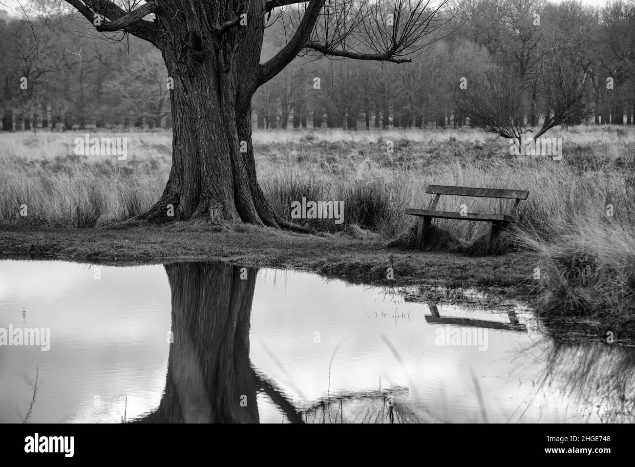 Un posto dove sedersi e riflettere - una panchina al White Ash Pond a Richmond Park riflesso nell'acqua still in Inverno, Inghilterra Foto Stock