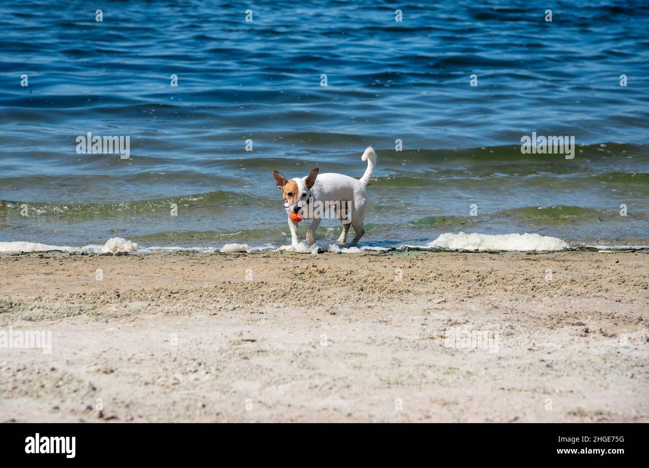Un cane bagnato della razza Jack Russell Terrier esce dall'acqua con una palla arancione in bocca, sullo sfondo dell'acqua, il mare, guarda s Foto Stock