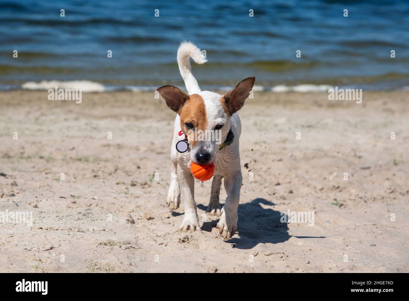 Un cane bagnato della razza Jack Russell Terrier esce dall'acqua con una palla arancione in bocca, sullo sfondo dell'acqua, il mare, guarda d Foto Stock