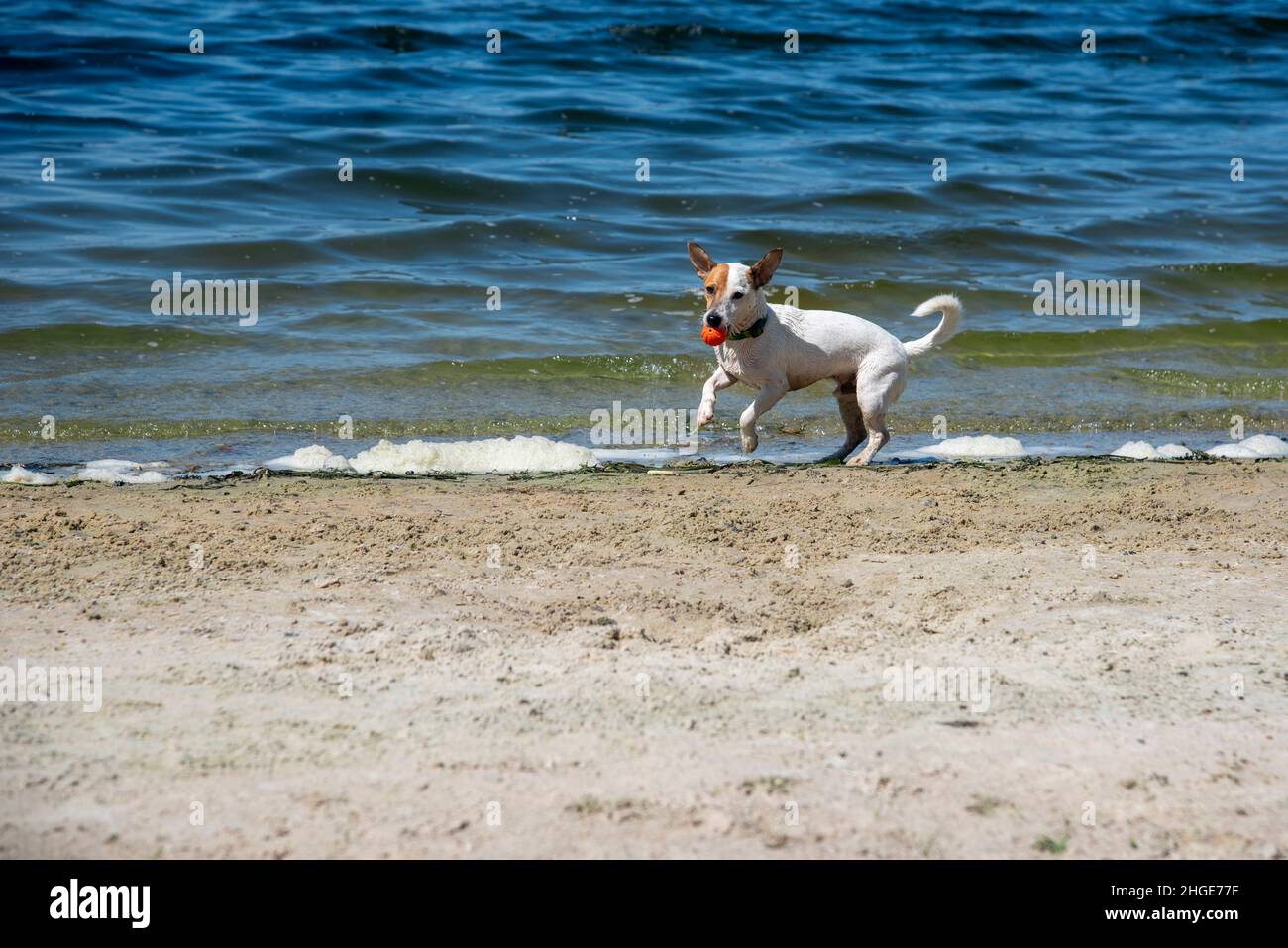 Un cane bagnato della razza Jack Russell Terrier esce saltando l'acqua con una palla arancione in bocca, sullo sfondo dell'acqua, il mare, Foto Stock