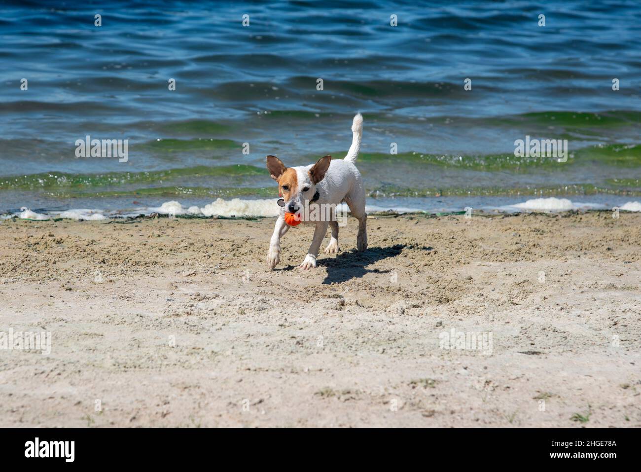 Un cane bagnato della razza Jack Russell Terrier esce dall'acqua con una palla arancione in bocca, sullo sfondo dell'acqua, il mare, mi guarda Foto Stock