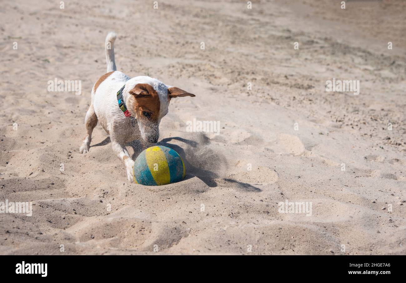 Jack Russell Terrier cane giocando sulla spiaggia sulla sabbia con una grande palla giallo-blu, indossando un collare verde con motivo avocado, cattura la palla Foto Stock