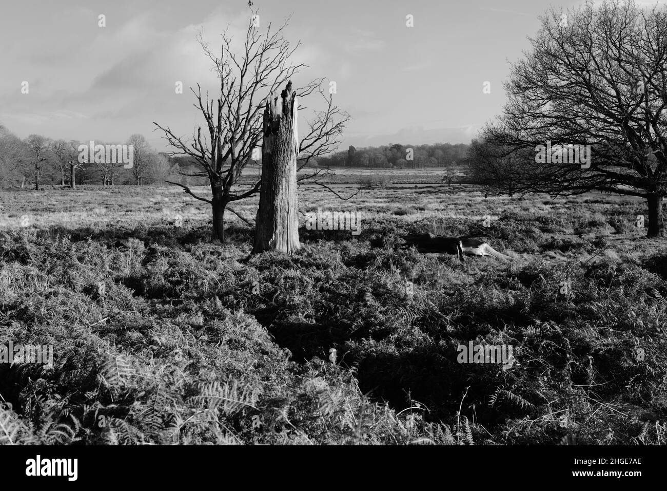 Rotto albero che torreggia sopra il bracken, Richmond Park in monocromia Foto Stock