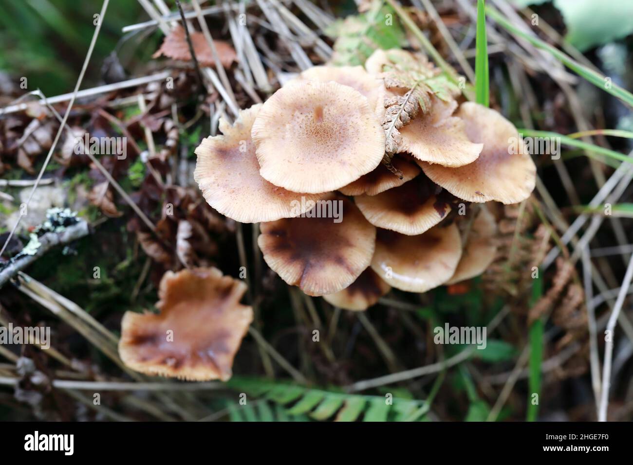 Vista dei funghi miele nella foresta, Karelia Foto Stock
