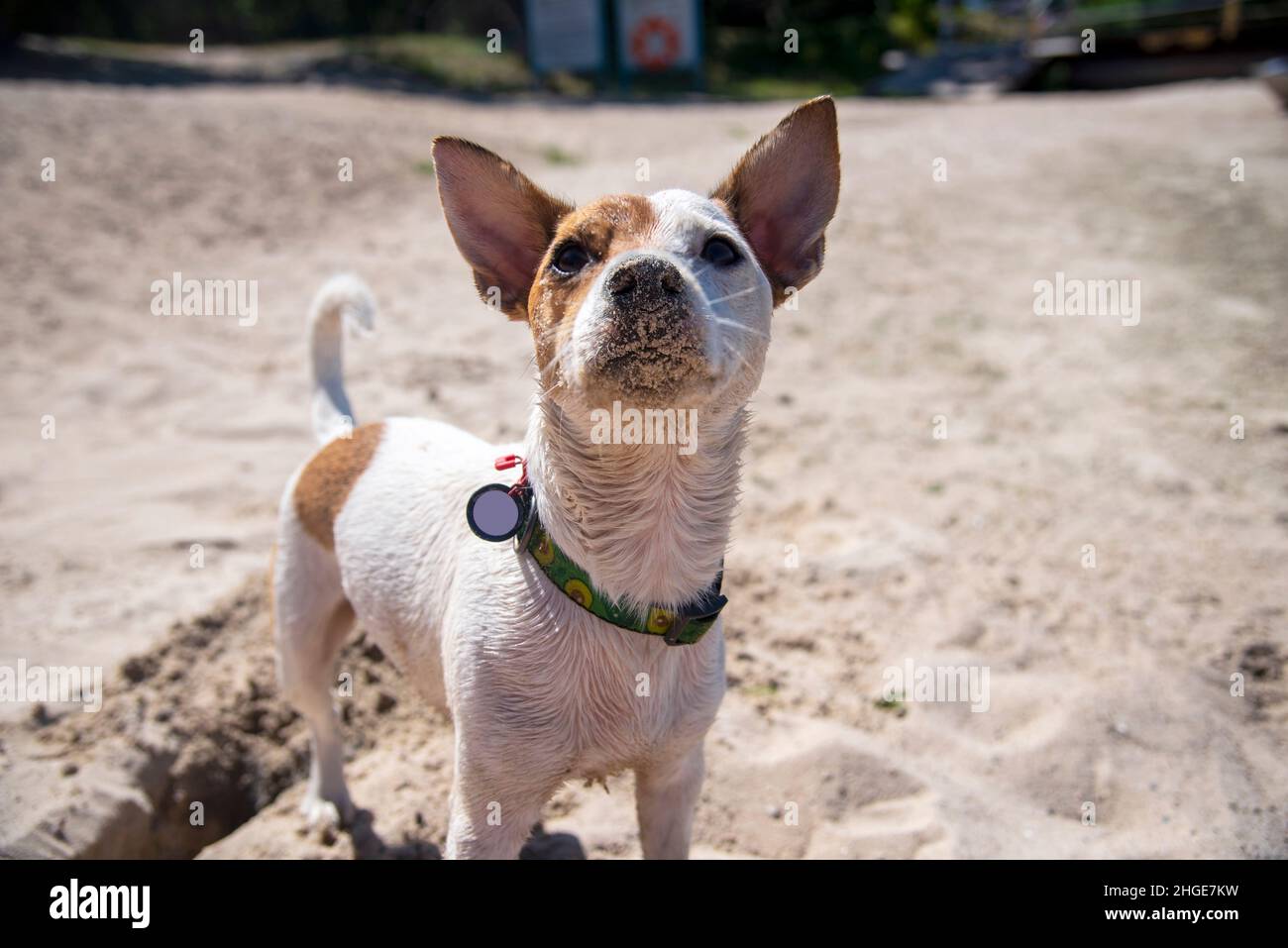Un cane della razza Jack Russell Terrier si erge proprio sulla spiaggia sulla sabbia in un collare verde con un modello avocado, guarda verso l'alto contro il backgrou Foto Stock