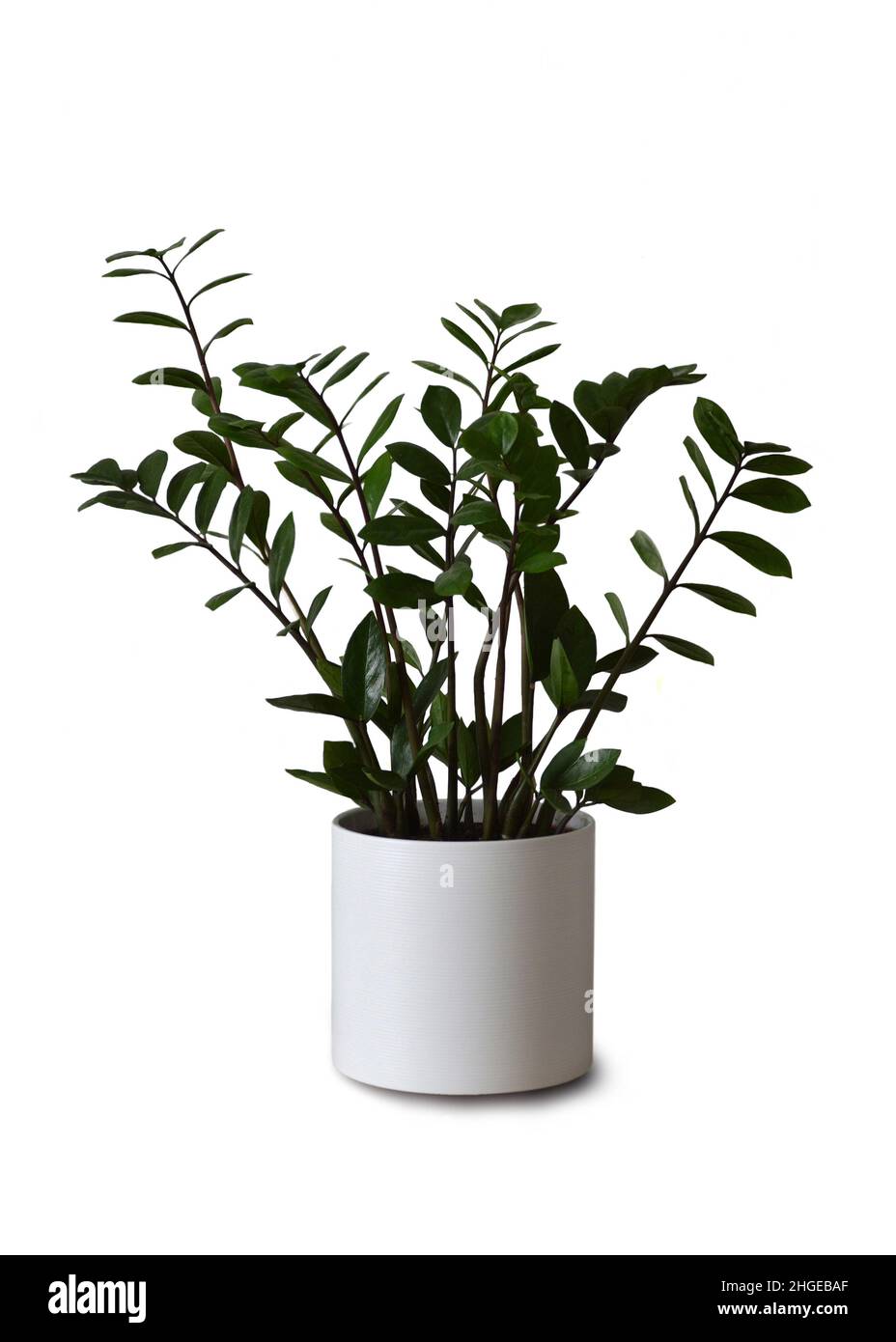 ZZ pianta o Zamioculcas zamiifolia isolato su sfondo bianco Foto Stock