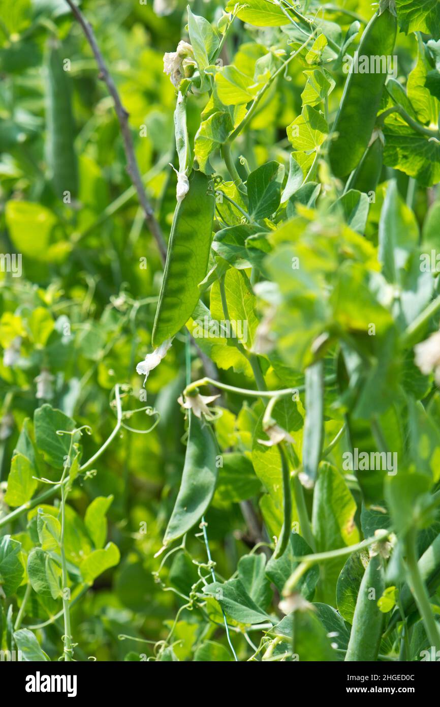 Presto in avanti piselli pods sulla pianta Foto Stock