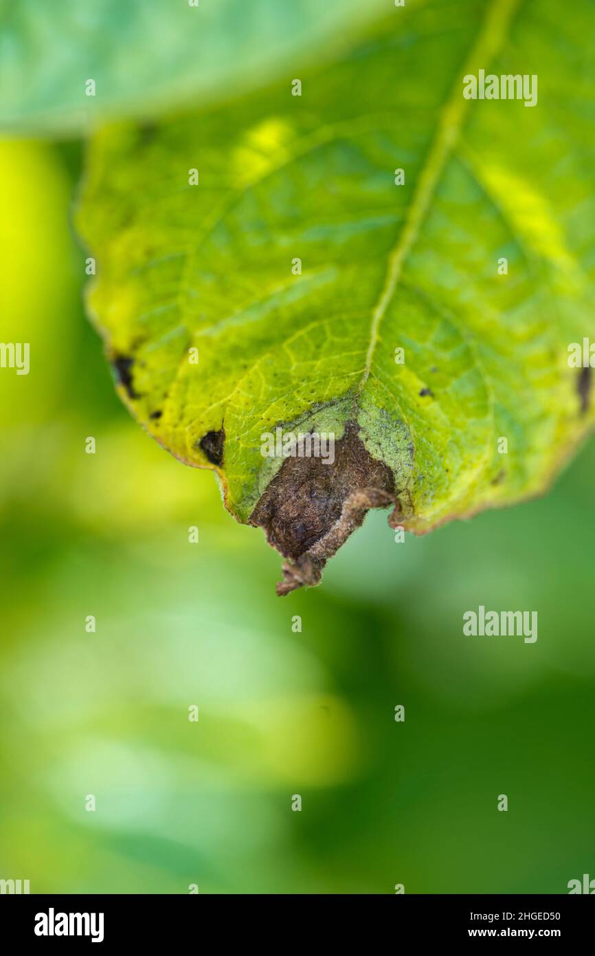 Fasi iniziali di luce della patata che mostrano su foglie di piante di patata Foto Stock