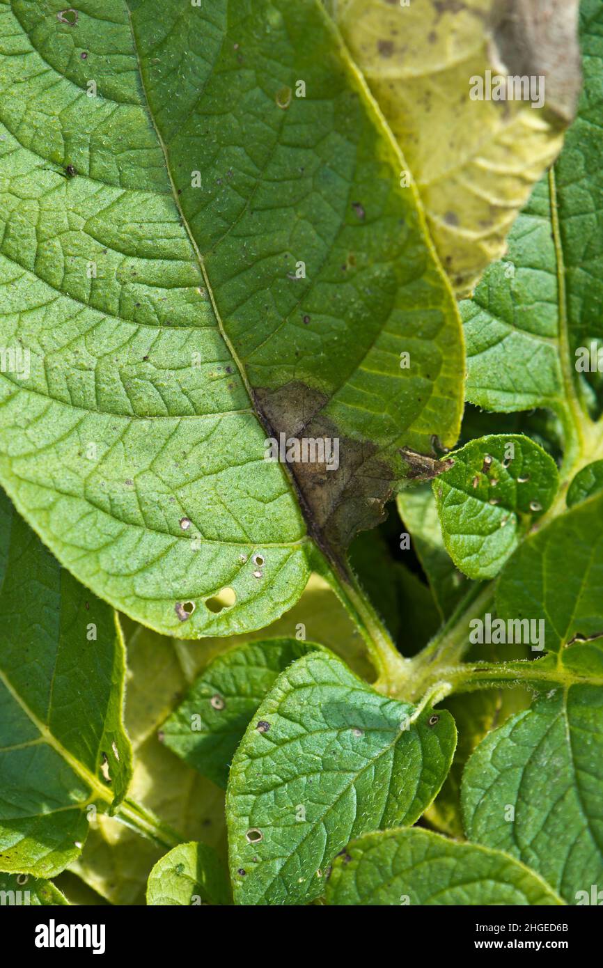 Fasi iniziali di luce della patata che mostrano su foglie di piante di patata Foto Stock