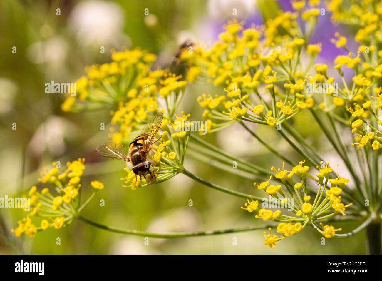 Primo piano di un'hoverfly (syrphidae) su aneto (anetum graveolens) fiori con sfondo sfocato bokeh Foto Stock