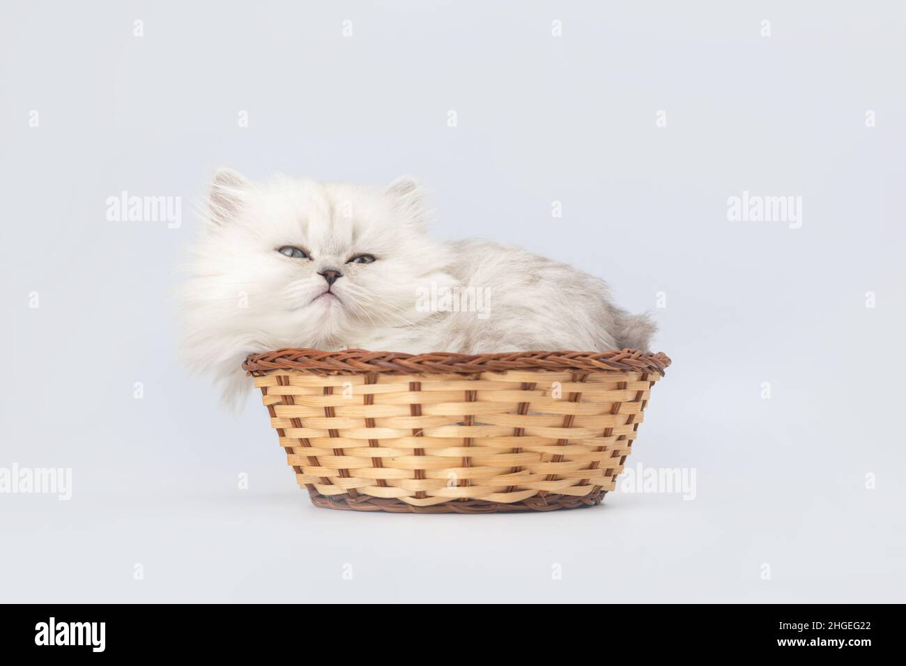 Carino gattino nel cestino di vimini. Foto studio. Razza di gatto longhair britannica Foto Stock
