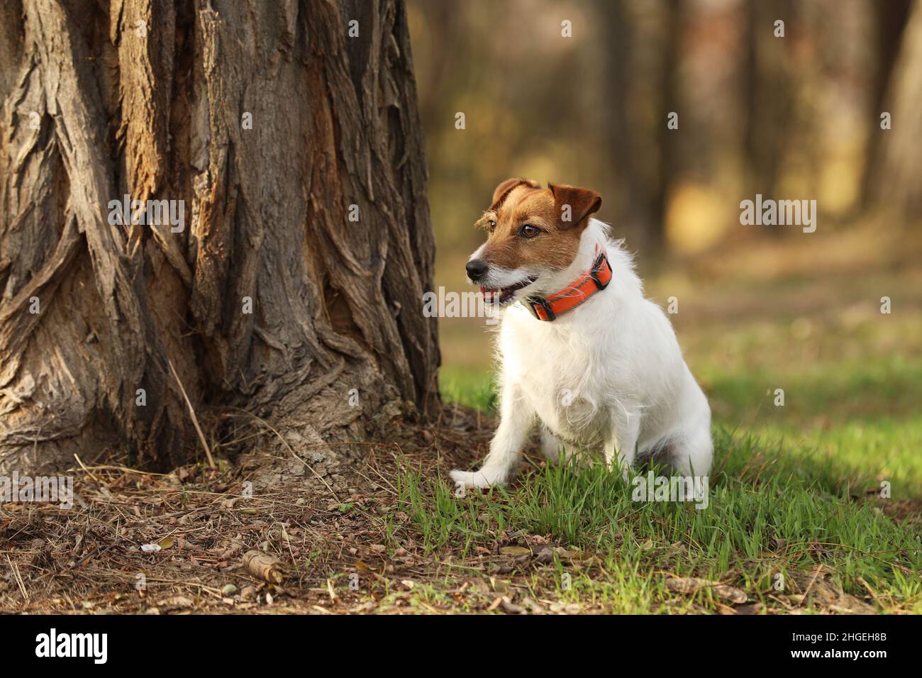 Jack Russel Terrier siediti sull'erba nella foresta autunnale. Cane da caccia in natura. Foto Stock