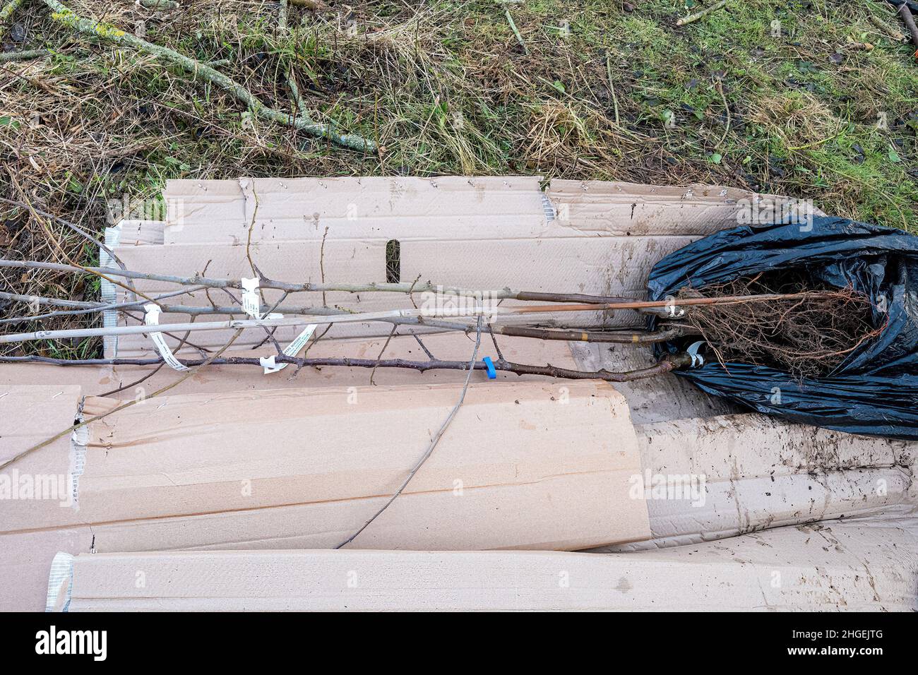 Alberi di mela del patrimonio pronti per essere piantati per creare un frutteto di alberi da frutta tradizionali, Regno Unito, durante l'inverno. Parte del progetto di frutteto comunitario. Foto Stock