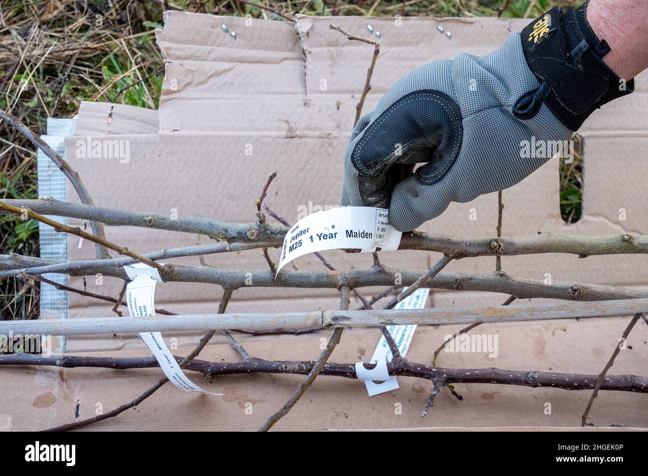 Alberi di mela del patrimonio pronti per essere piantati per creare un frutteto di alberi da frutta tradizionali, Regno Unito, durante l'inverno. Parte del progetto di frutteto comunitario. Foto Stock