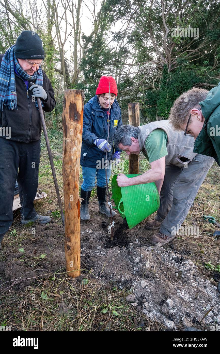 Volontari che piantano un albero di mele patrimonio, creando un frutteto di rari alberi di mele tradizionali durante l'inverno nel Regno Unito. Parte del progetto di frutteto comunitario Foto Stock