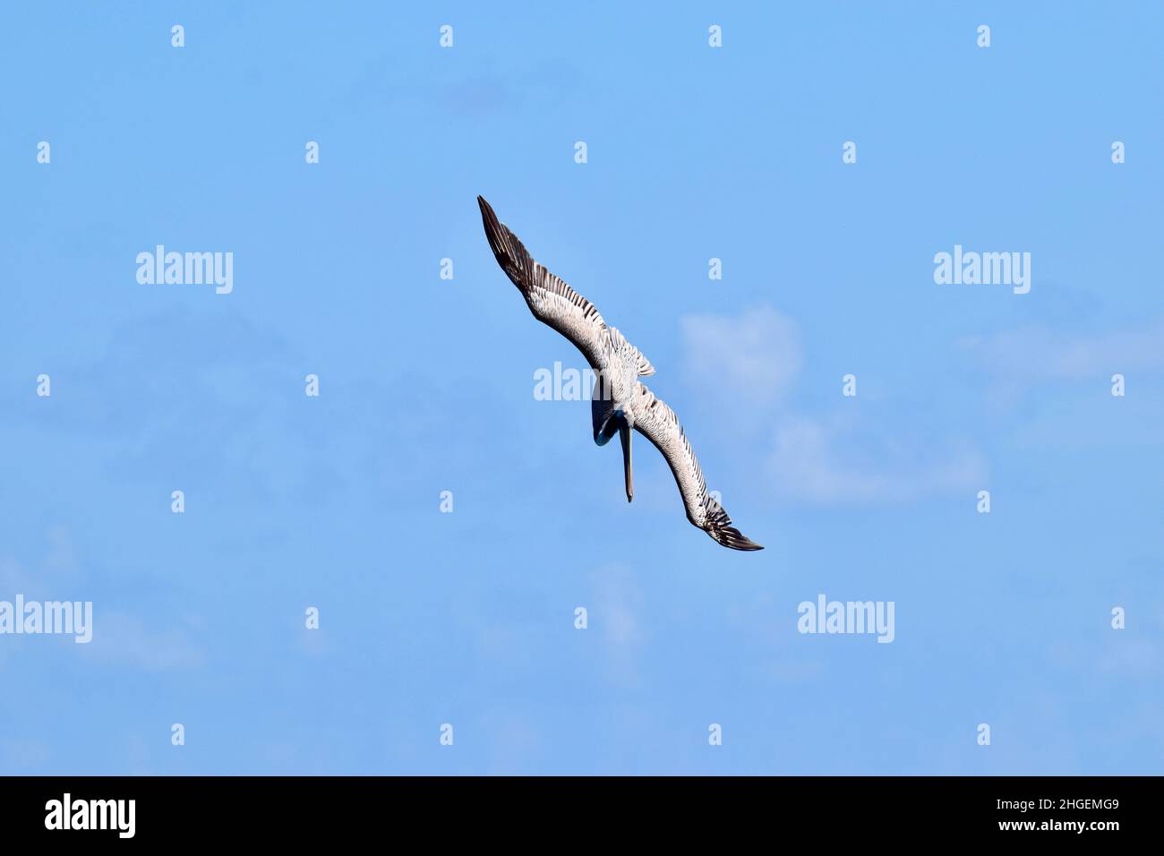 Un solo pellicano marrone (Pelecanus occidentalis) immersioni per cibo su uno sfondo di cielo blu a San Pedro, Belize. Foto Stock