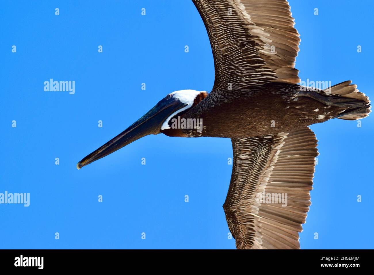 Un pellicano marrone (Pelecanus occidentalis) in volo. I dettagli delle piume possono essere visti così come l'occhio, becco e piedi. Foto Stock