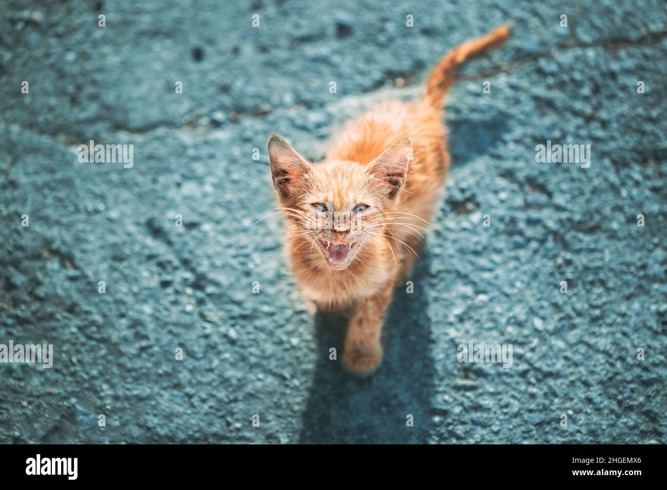 Il Red Kitten, sporco, torbido e malvente, si mordente in strada. Ginger Cat senza tetto all'aperto in strada. Sporco, oscuro, falco il gattino rosso meows mercifully sopra Foto Stock
