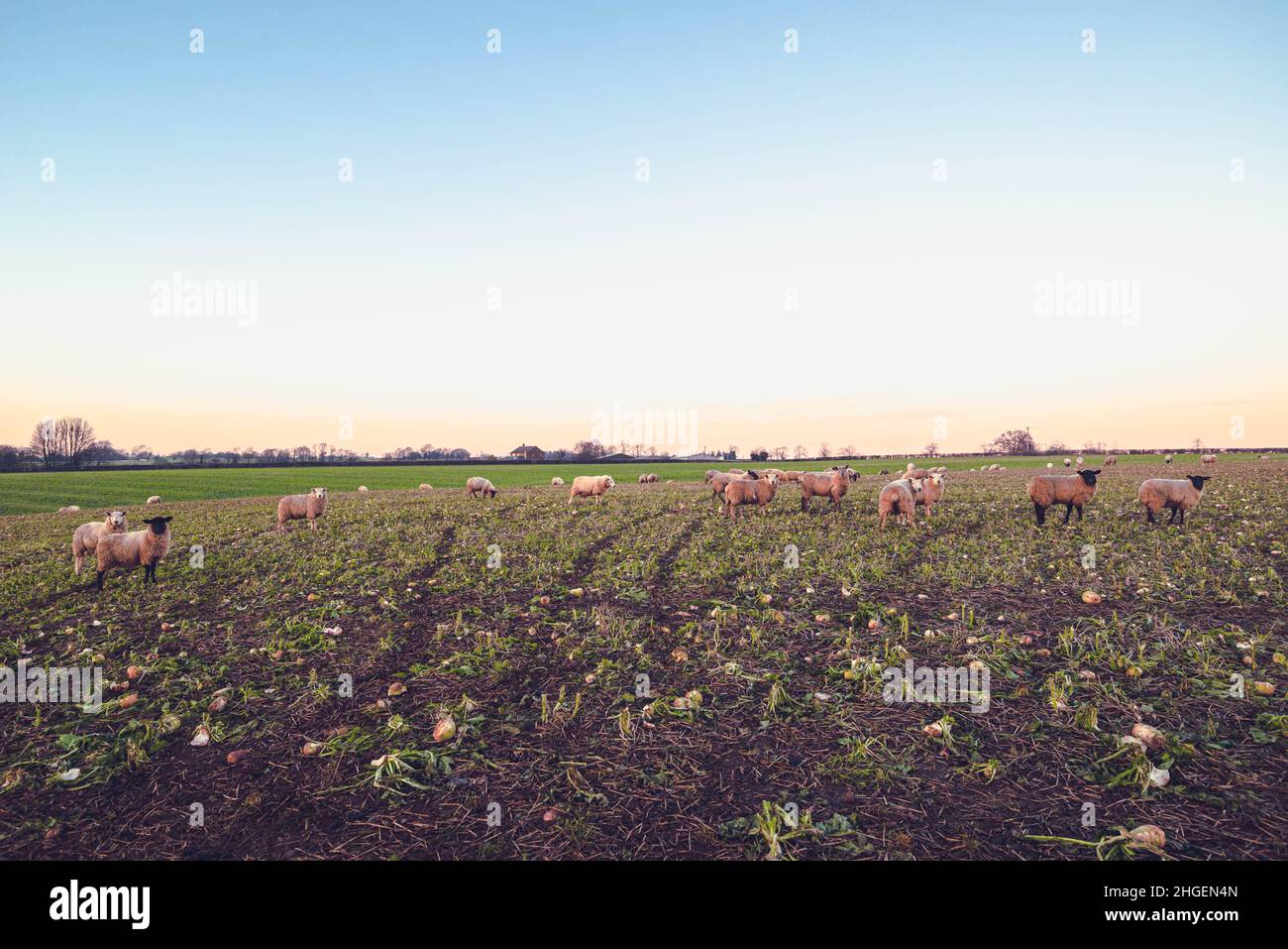 Pecora in inverno nel Regno Unito rurale Foto Stock