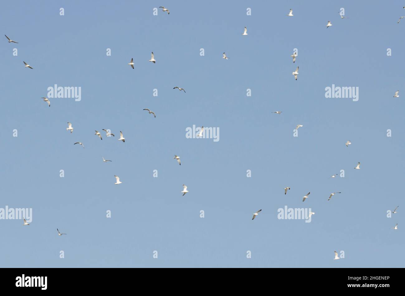 Gabbiani ad anello, Larus delawarensis, gregge Foto Stock